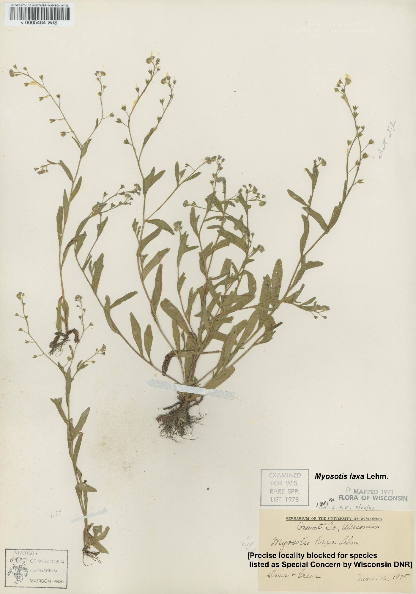 Myosotis laxa image