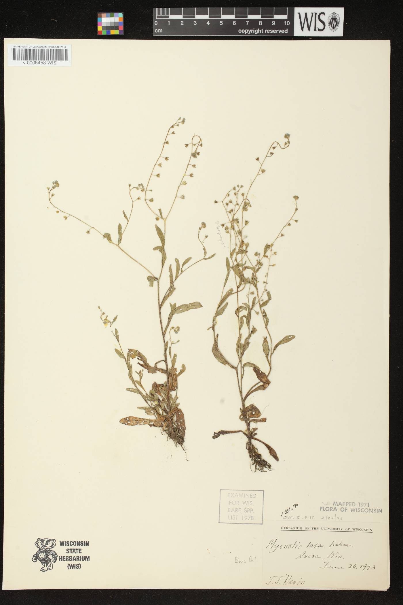 Myosotis laxa image