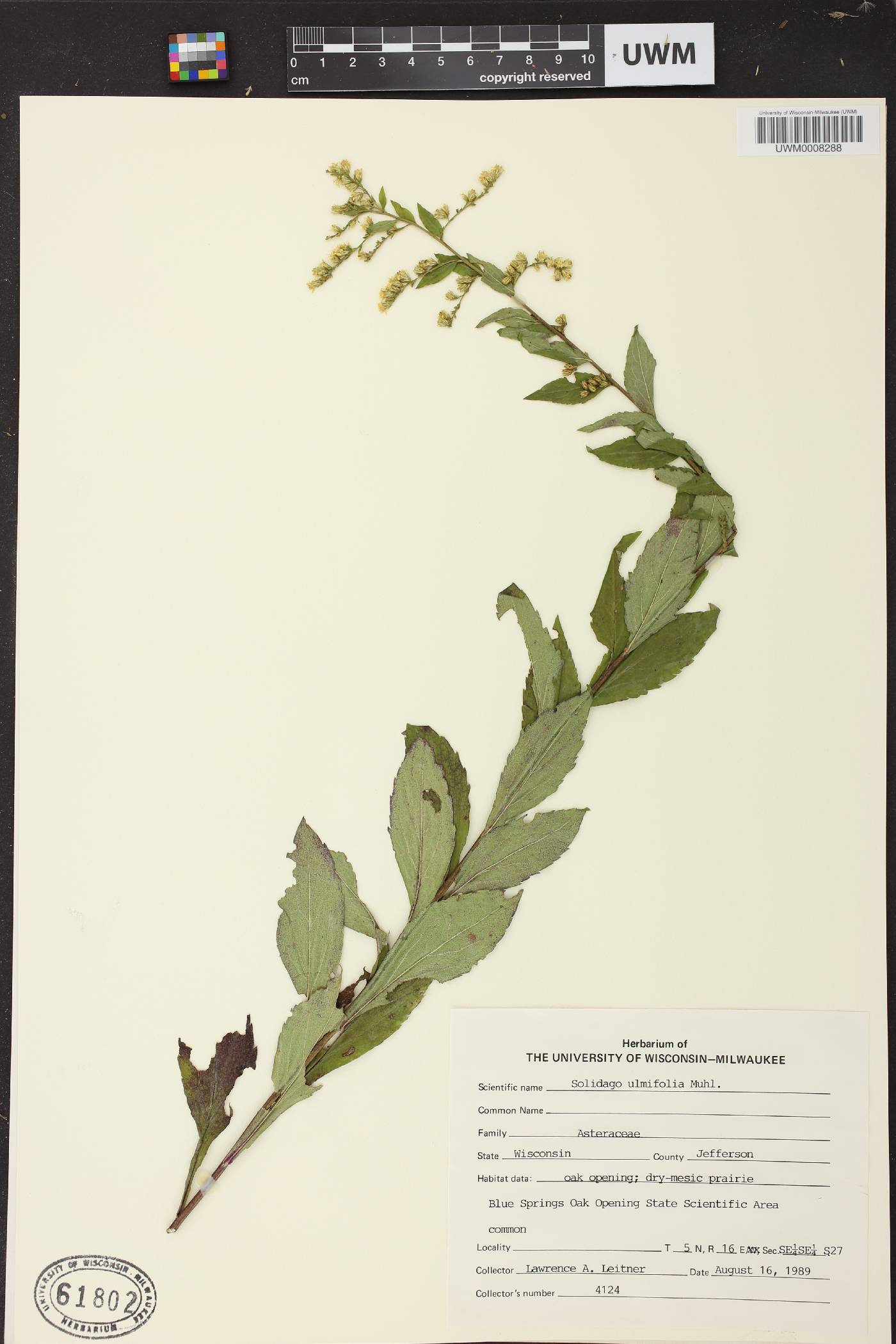 Solidago ulmifolia var. ulmifolia image