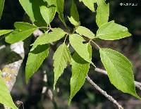 Acer negundo var. negundo image