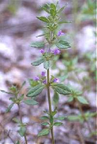 Image of Clinopodium acinos