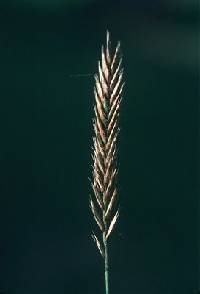 Agropyron cristatum image