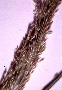 Image of Agrostis stolonifera