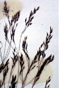 Agrostis hyemalis image