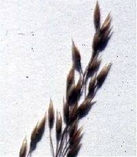 Agrostis hyemalis image