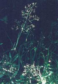Agrostis perennans var. perennans image