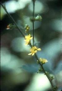 Agrimonia pubescens image