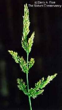 Agrostis stolonifera image