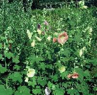 Image of Alcea ficifolia
