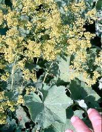 Image of Alchemilla monticola