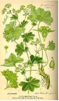 Alchemilla monticola image