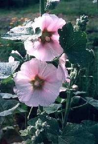 Image of Alcea