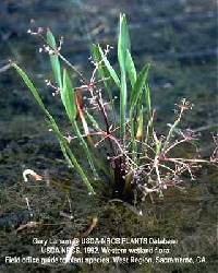 Image of Alisma gramineum