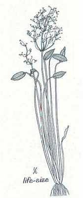 Image of Alisma subcordatum