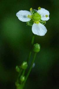 Alisma triviale image