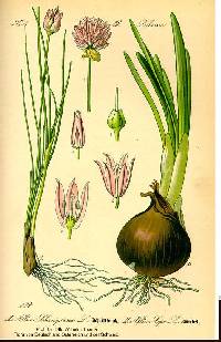 Allium cepa image