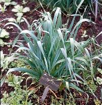 Image of Allium sativum