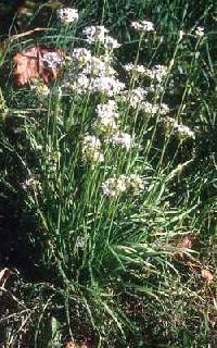 Allium tuberosum image