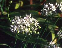 Allium tuberosum image
