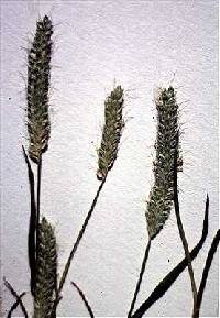 Image of Alopecurus carolinianus