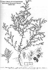 Image of Amaranthus albus