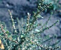 Amaranthus albus image