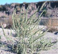 Amaranthus arenicola image
