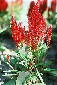 Image of Amaranthus caudatus