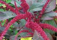 Image of Amaranthus cruentus