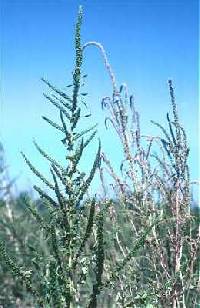 Image of Amaranthus palmeri