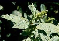 Amaranthus powellii image