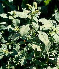 Image of Amaranthus retroflexus