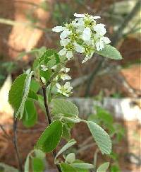 Image of Amelanchier arborea
