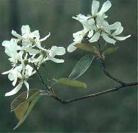 Image of Amelanchier interior
