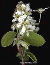 Amelanchier spicata image