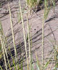 Ammophila breviligulata image