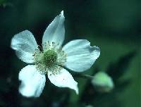 Anemone virginiana var. alba image