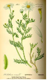 Anthemis arvensis image