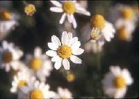 Anthemis cotula image