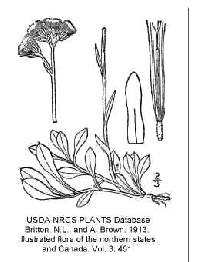 Image of Antennaria howellii subsp. neodioica