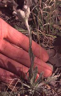 Image of Antennaria parlinii subsp. fallax