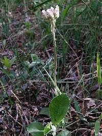 Image of Antennaria parlinii subsp. parlinii