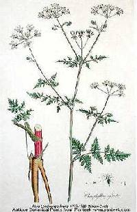 Image of Anthriscus sylvestris