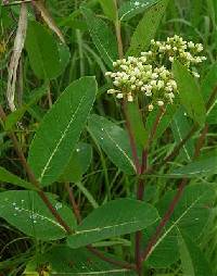 Image of Apocynum cannabinum var. hypericifolium