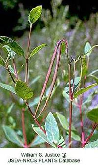 Apocynum x floribundum image