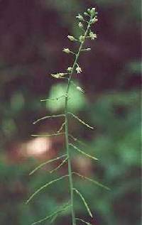 Boechera canadensis image