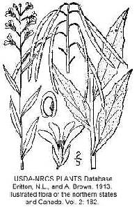 Boechera canadensis image