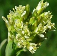 Turritis glabra image