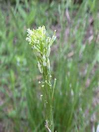 Turritis glabra image