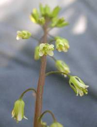 Boechera laevigata image